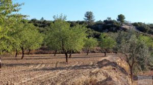 Finca en Mazaleón, comarca del Matarraña. para vender