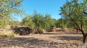 Foto de Finca en Mazaleón, comarca del Matarraña. en venta