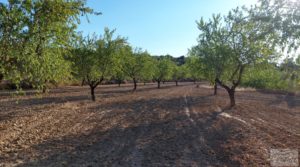 Vendemos Finca en Mazaleón, comarca del Matarraña.