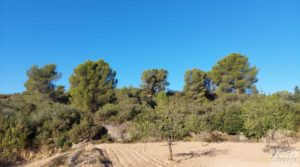 Foto de Finca en Mazaleón, comarca del Matarraña.