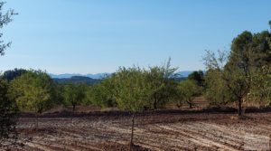 Vendemos Finca en Mazaleón, comarca del Matarraña.